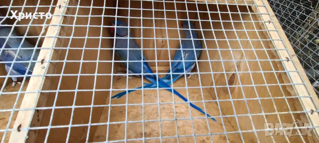 Работещи чифтове малки александри , снимка 4 - Папагали - 47688604