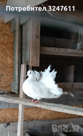 Продавам гълъб Фенерлия-женски