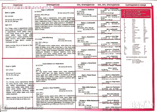 Развъдник"Georgiev Nouse"продава чистокръвна немска овчарка-женска за разплод, снимка 7 - Немска овчарка - 42640319