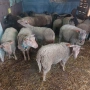 Чистокръвни овце Мутон шароле, снимка 1