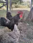  Петел Черен Легхорн Leghorn, снимка 6