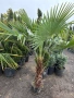 Палми трахикарпус до - 22 издръжливи , снимка 2