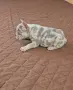 Френски булдог !!!, снимка 3