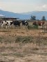 Свободни заплодени крави и юници, снимка 1 - Крави - 42386114