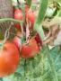 Продавам домашни градински домати , снимка 3