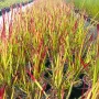 Императа Червен Барон, Imperata 'Red Baron', Декоративна трева, снимка 13