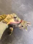 Подарявам малко котенце, снимка 4
