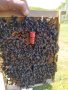 Оплодени пчелни майки   записване  2024, снимка 1 - Стоки за пчели - 40562941