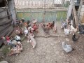 Продавам яйца от смесено стадо кокошки , снимка 1 - Кокошки и пуйки - 44311606