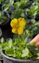 ❤️🌿🌸 Мини теменужки микс (Viola Superba Mini), снимка 6
