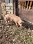Продавам домашно отгледани  прасета, снимка 7