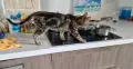 Продавам мраморно сребърно коте, снимка 2