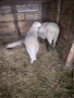 Овце, снимка 2