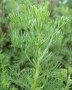 Лечебен пелин, храстовиден пелин (Artemisia abrotanum), снимка 3