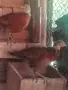 Продавам мъжки колхидски фазани , снимка 2