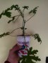 Индрише, лезетра разсад и големи растения, снимка 14