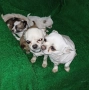 Чистокръвни мини чихуахуа , снимка 7