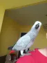 Папагал Жако, снимка 2