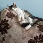 Подарявам мъжко котенце, снимка 8