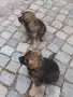 Малки немски овчарки!, снимка 5