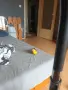 Поен мъжки папагал , снимка 4