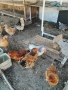 Продавам кокошки носачки на 8 месеца , снимка 1