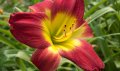Цветя Хемерокалис – разсад за пролетно засаждане, снимка 10