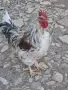 Петел лично предаване в Кърджали , снимка 4