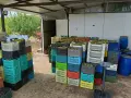 Грозде Памид безплатно мелене на гроздето, снимка 2