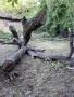 Продавам орех Подходящо за мебелисти, дърводелци , снимка 2
