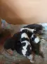 Продава Чистокръвни Малки Дратхари , снимка 5