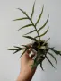 Филодендрон, philodendron Tortum, снимка 1