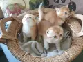 Шотландска златна чинчила, снимка 1