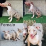 American Bully XL, снимка 6
