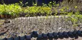 Див рожков (Cercis siliquastrum) Дърво на Юда, снимка 8