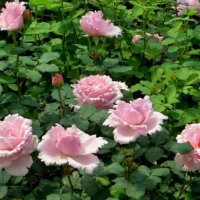 Роза 5, снимка 3 - Градински цветя и растения - 41777286