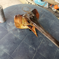 Препарирана глава на риба Меч , снимка 4 - Екипировка - 44589576
