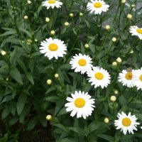 Градински маргаритки - корен, снимка 1 - Градински цветя и растения - 41271145