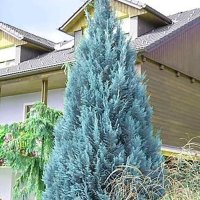 Лъжекипарис (Chamaecyparis lawsoniana “Pelt's Blue”), снимка 2 - Градински цветя и растения - 39436933