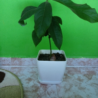 Авокадо дърво, снимка 1 - Стайни растения - 44825913