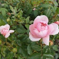 Роза 8, снимка 5 - Градински цветя и растения - 41783302