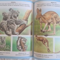Детска енциклопедия за животни, снимка 4 - Енциклопедии, справочници - 41565352