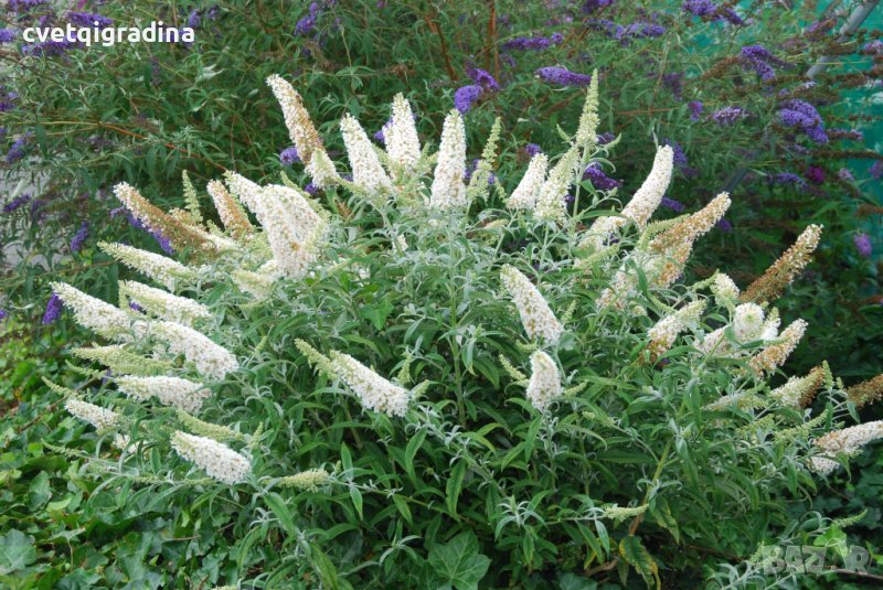 Buddleja dav. White Ball (Будлея Бял балон), снимка 1