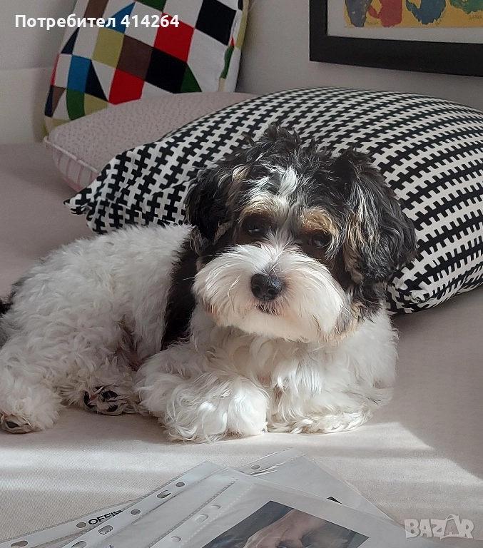 Прекрасен бивер търси приятелка, снимка 1