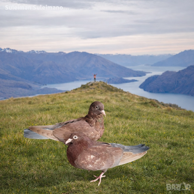 Свободни млади гълъби на въртене 40 лв, снимка 1