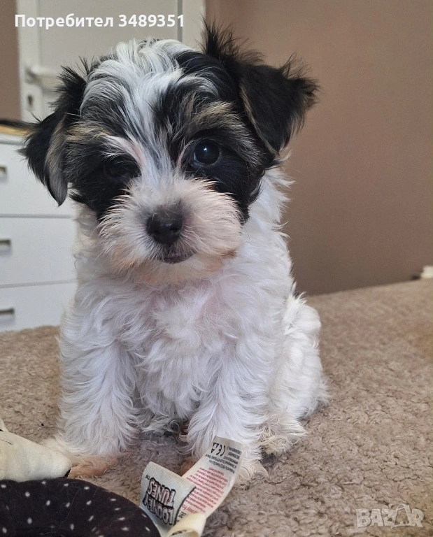 Йоркширски териер , снимка 1