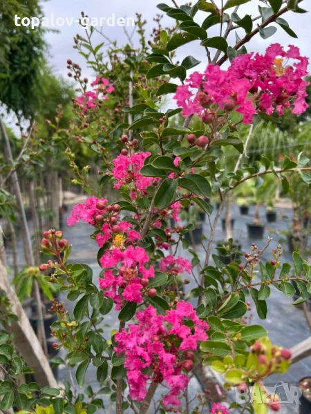 лагерстремия Индиски люляк, снимка 1