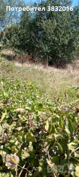 Парцел в с. Церово, общ.Лесичово, снимка 1