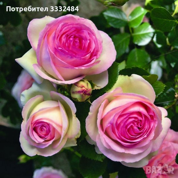 Роза 36, снимка 1