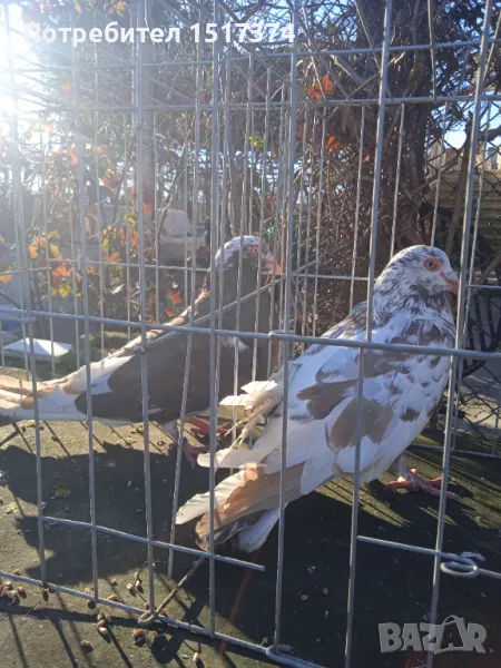 Римски гълъби / Рьомери , снимка 1